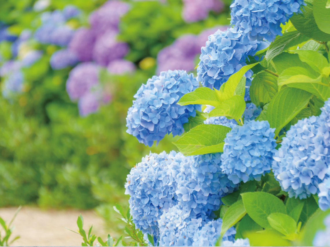 九谷の杜 展望庭園-1